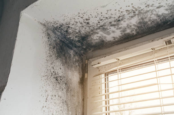 Affordable Basement Mold Removal solutions in Benson, AZ