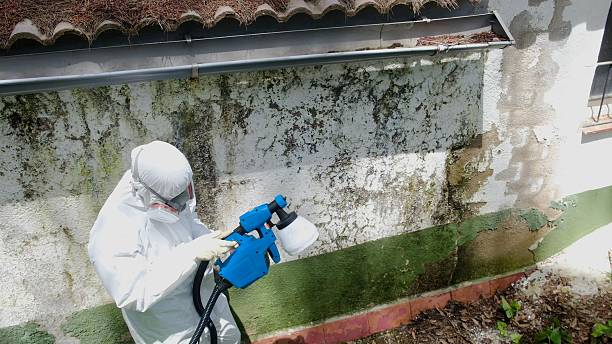 Top rated local Basement Mold Removal specialists in Benson, AZ